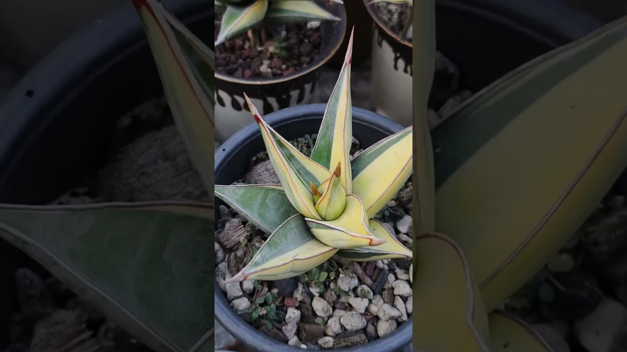 พิงกุยด่าง Pinguicula 