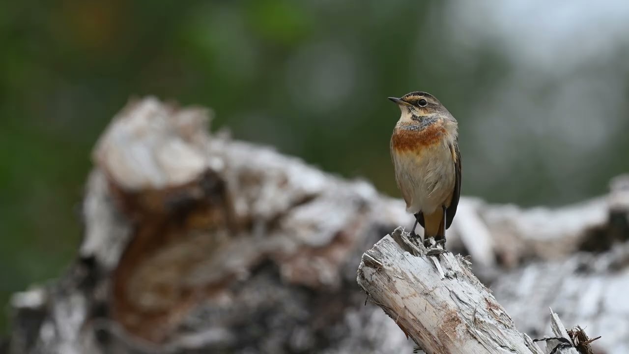 Luscinia svecica hunts insects