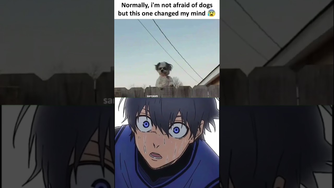 why is the dog looking like that #anime #vr #memes #funny #videoreaction