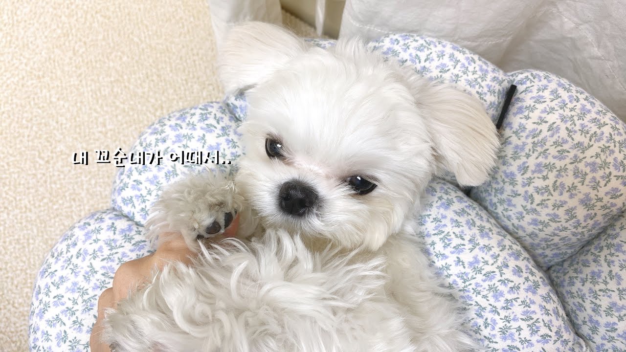 😲집에서 나는 강아지 냄새 없애는 방법🙊