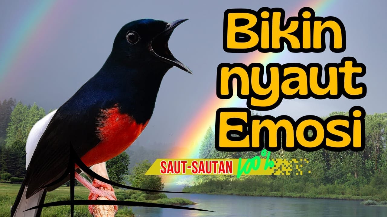 murai batu gacor AMPUH buat PANCINGAN murai batu agar bunyi JADIKAN burung murai NYAUT GACOR