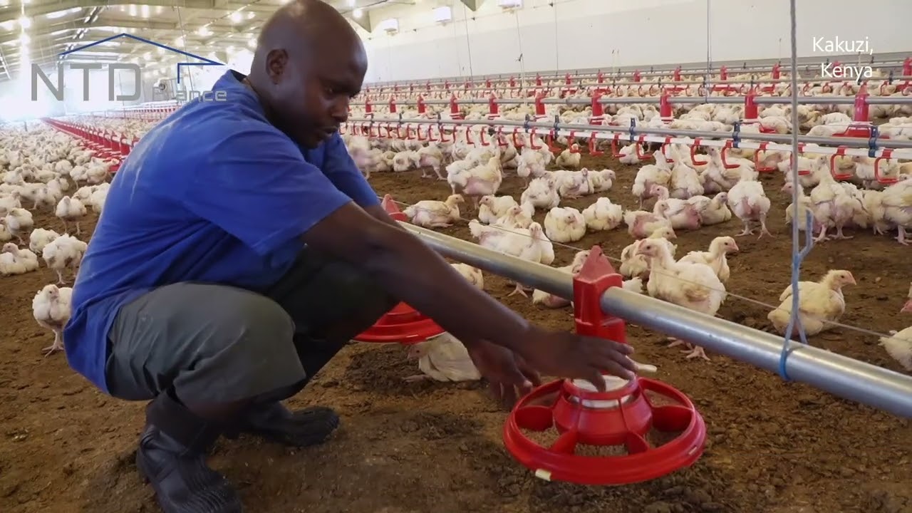 NTD : Worldwide Poultry Solution - Full-length version