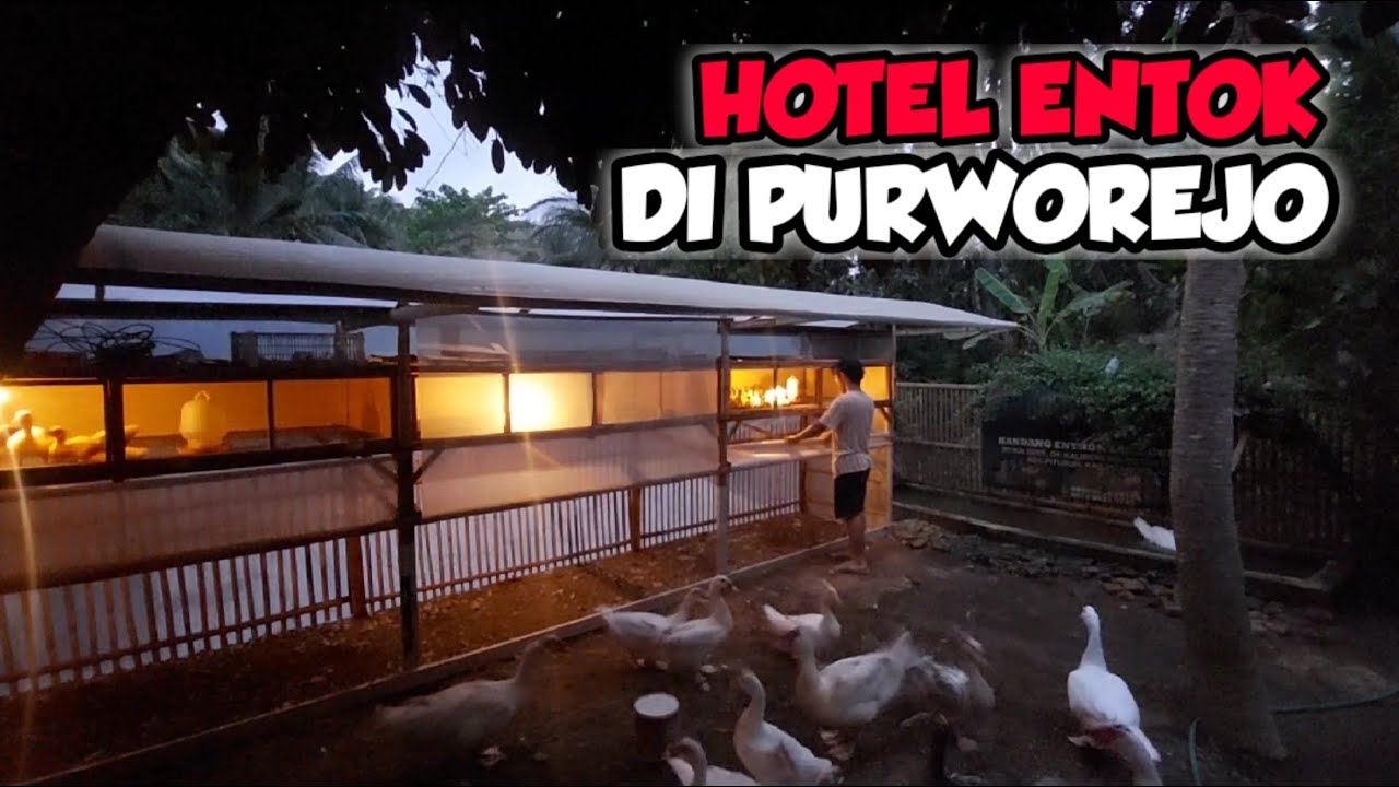 KANDANG ENTOK MODERN PENGHASIL CUAN