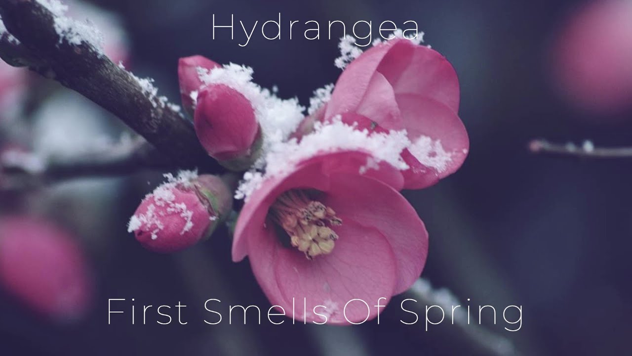 Hydrangea - First Smells Of Spring