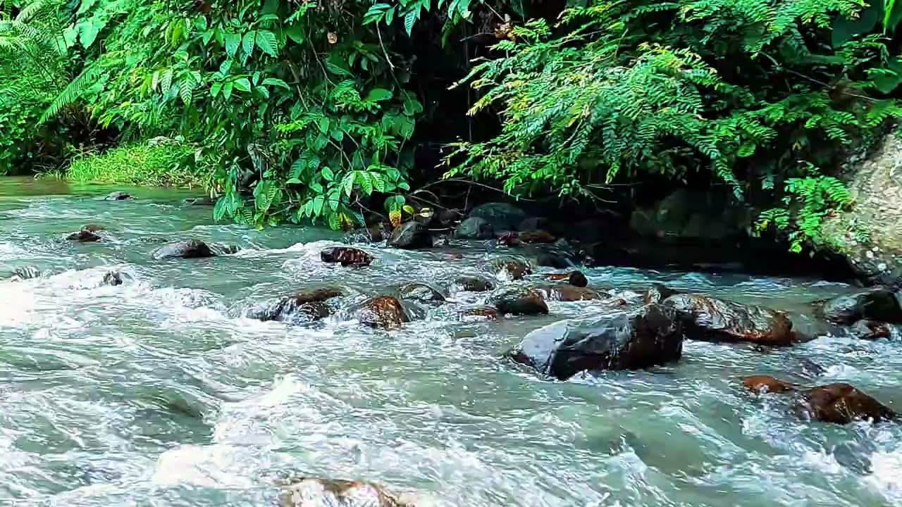 Untouched Forest River | Natural White Noise for Deep Calm