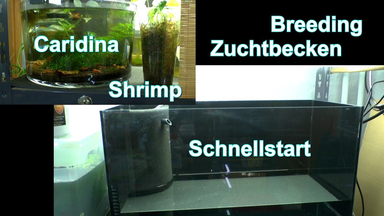 Breeding Caridina Zwerggarnelen Schnellstart für die Zuchtlinie Caridina GPR zur Zucht der Garnelen