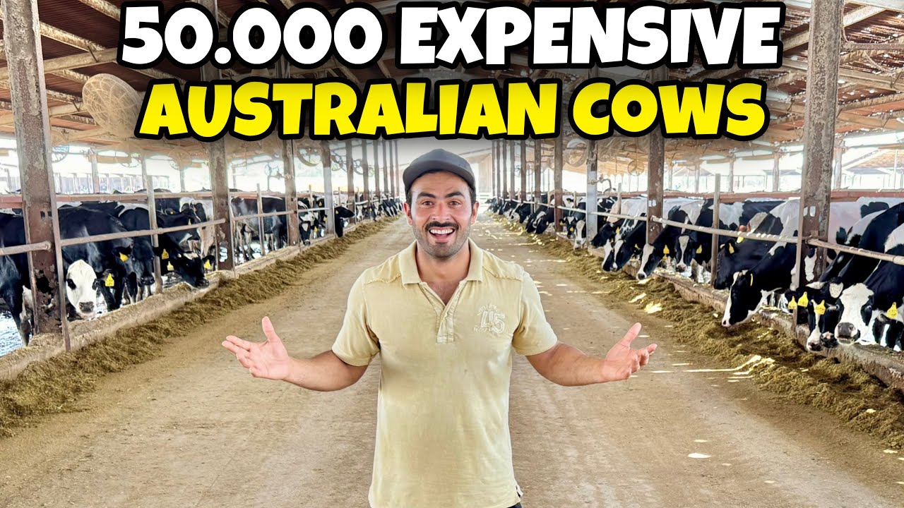 50.000 Australian Expensive Cows Farm 🥰