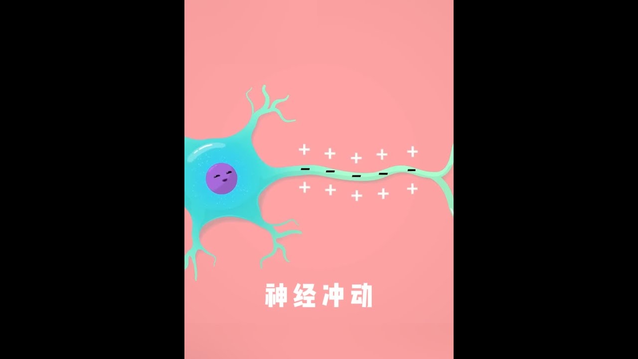 静息电位和动作电位：神经冲动在神经纤维上的产生和传导 #生物 #知识点