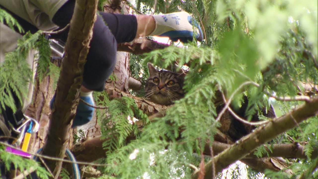 Will Player the Cat Have a Treetop Freakout?