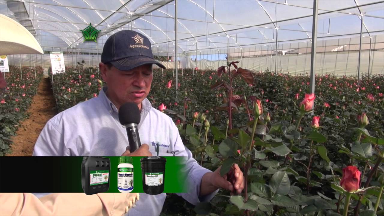 AgroScience, Paquete Para cultivo de Rosas