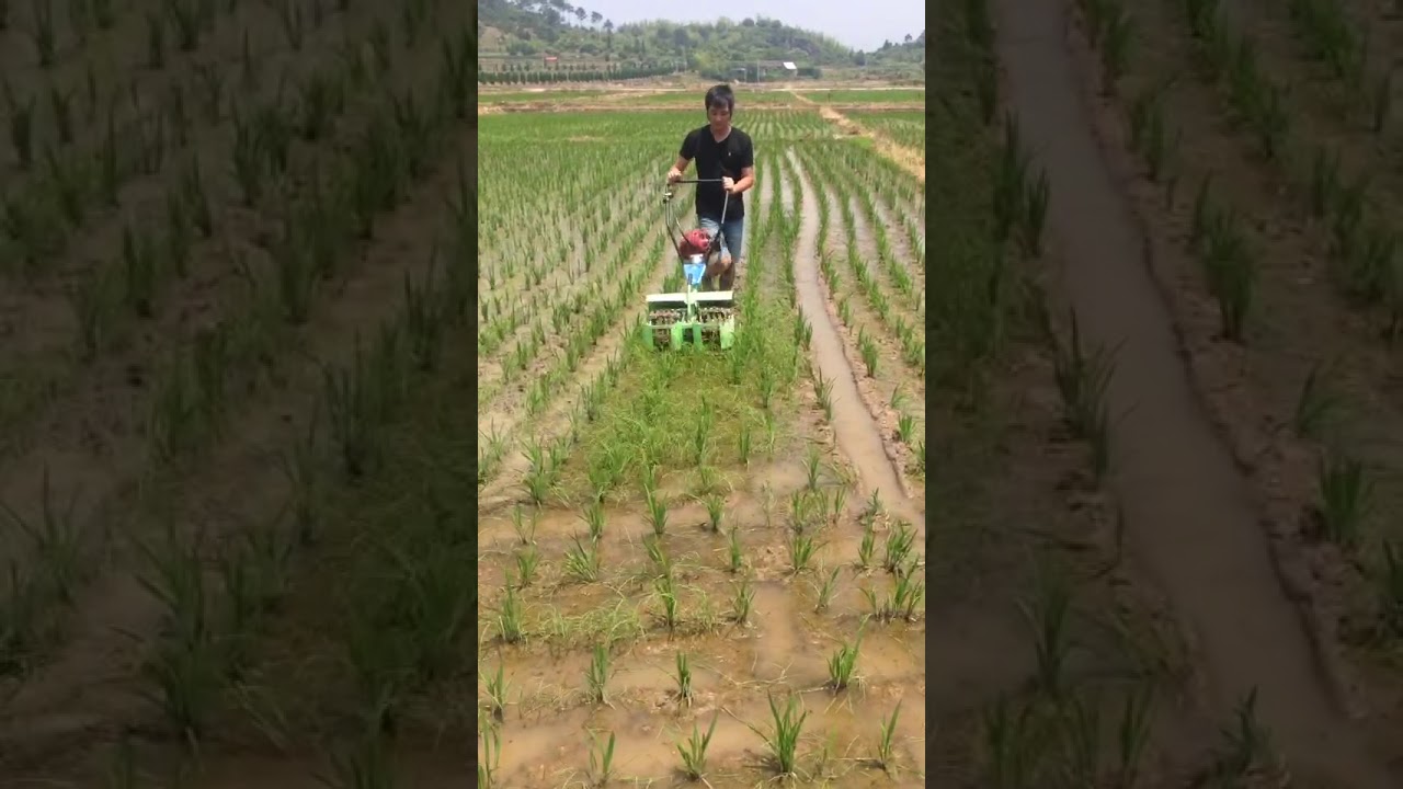 Weeder for both paddy field and dry land