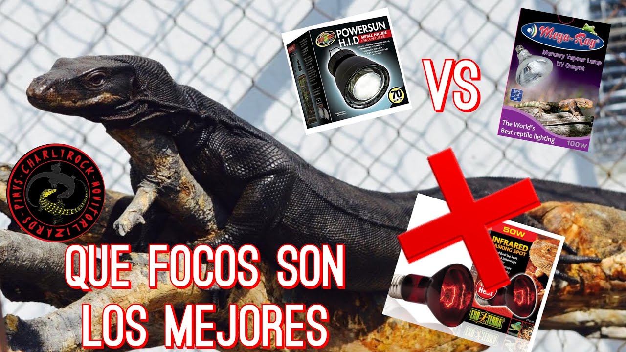 ILUMINACIÓN PARA REPTILES 😎🐢🐍🦎🦖