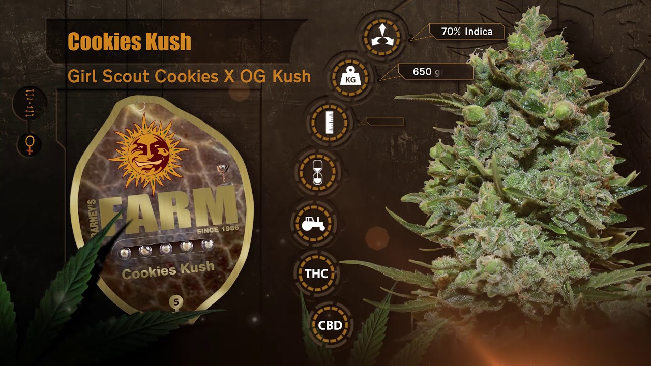 Barneys Farm Cookies Kush