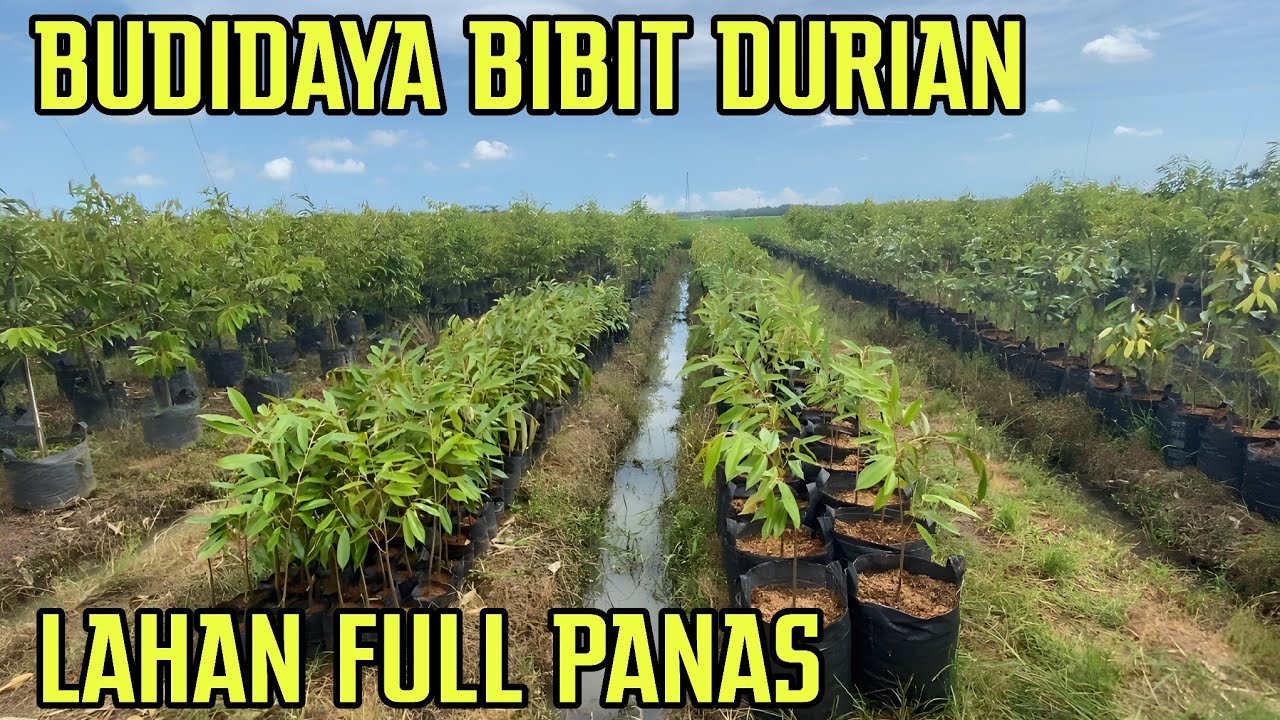 POHON DURIAN CEPAT BESAR JIKA CUACA BEGINI. 