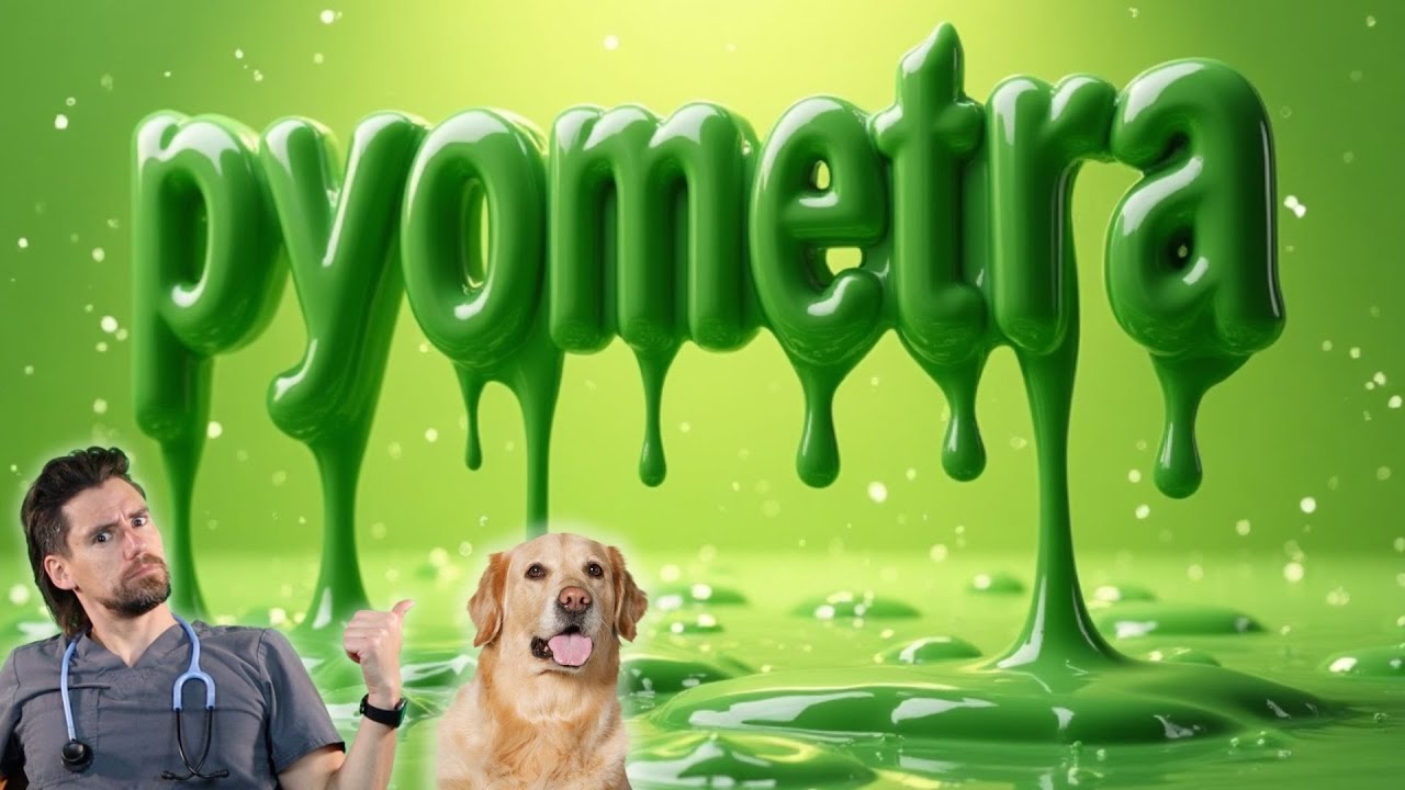 Pyometra in the Dog.  What to expect from your Veterinarian.