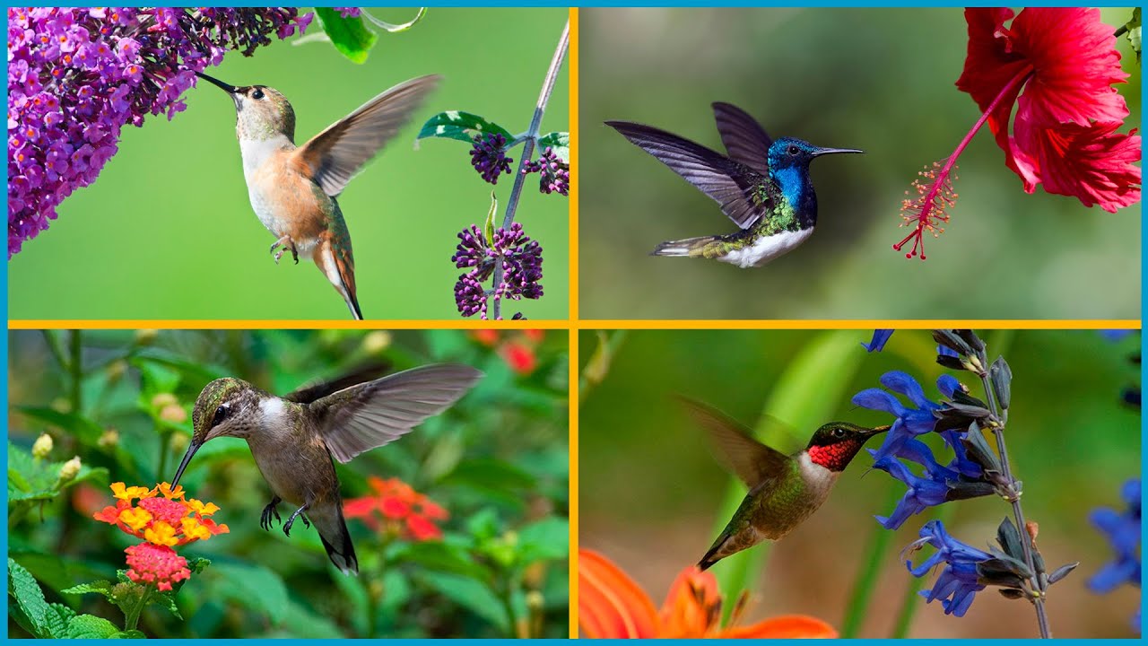 10 FLORES que ATRAEN MUCHOS COLIBRÍES al JARDÍN