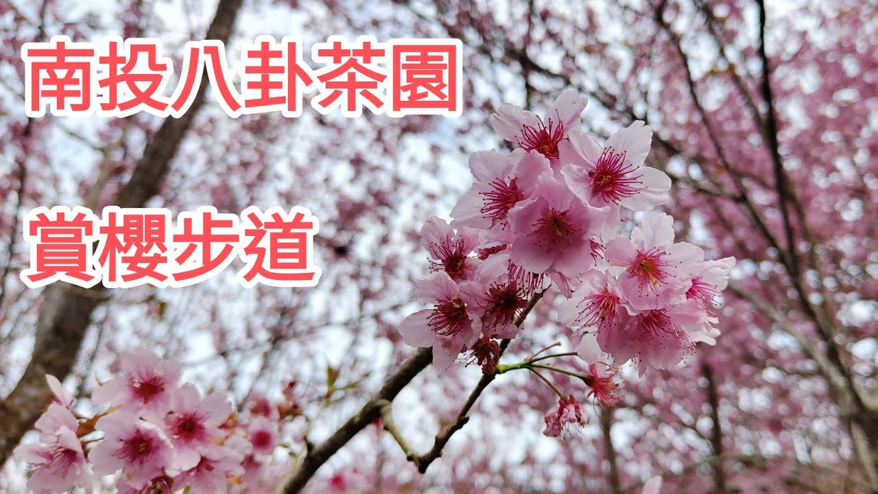 四處走走 | 南投八卦茶園 | 賞櫻步道 | 櫻花