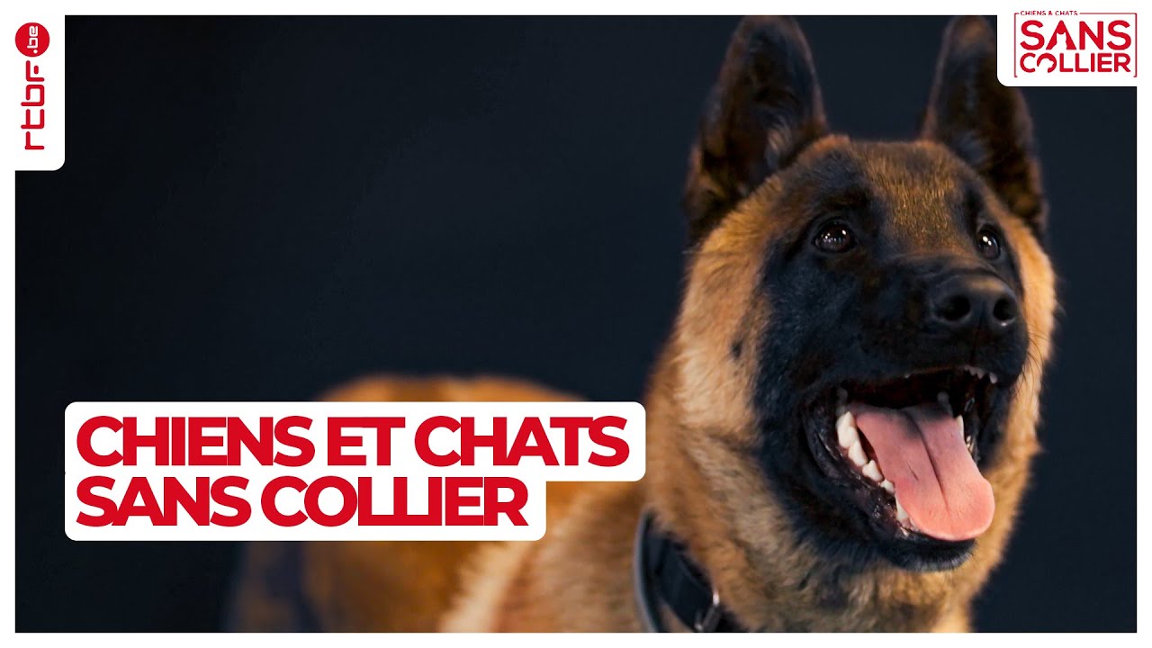 Chiens et chats sans collier S05E06