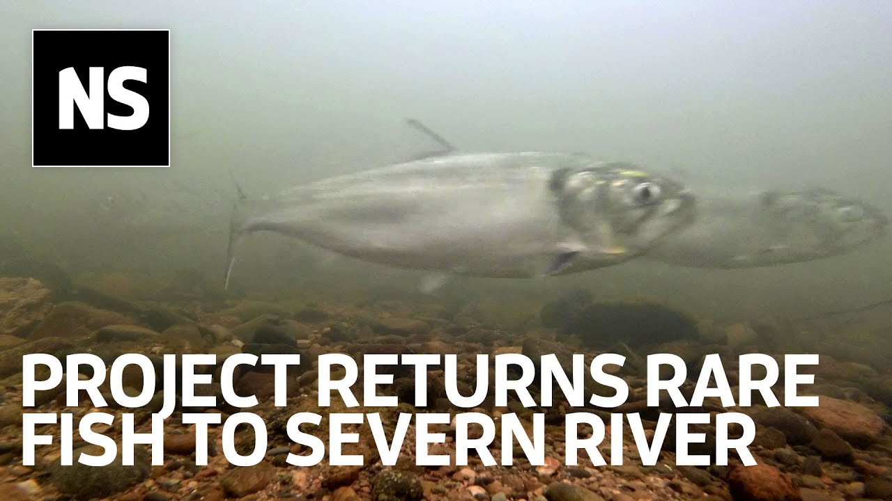 How the Unlocking the Severn project is helping fish return to breed