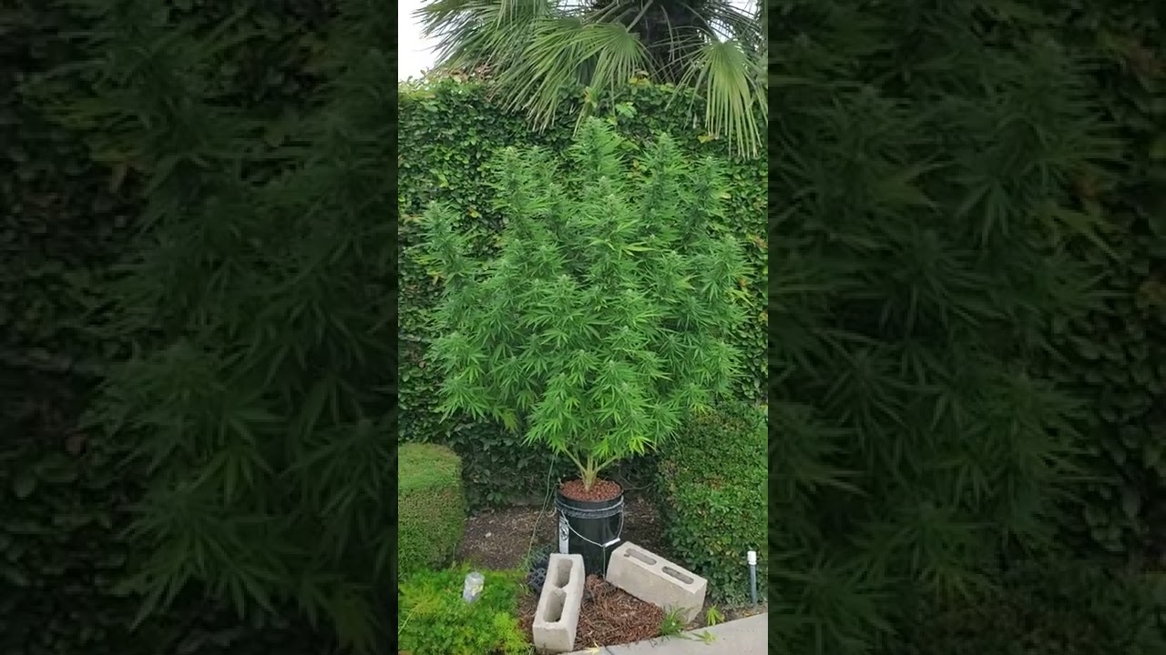 Hempy (Blue Dream), Outdoor, 2022, 8/28