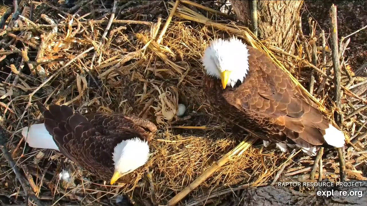 UM and DNF Vocals - Intruder In Area (Decorah North Cams Powered by Explore.org).