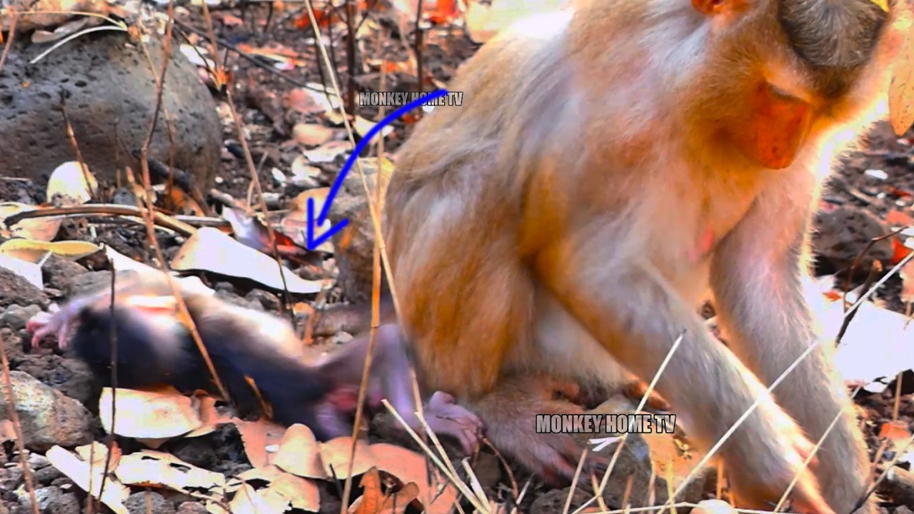Monkey Mony ignores her baby when it fell behind