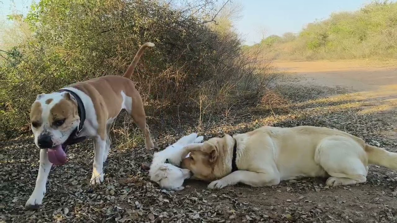 Labrador vs pomarian 😱