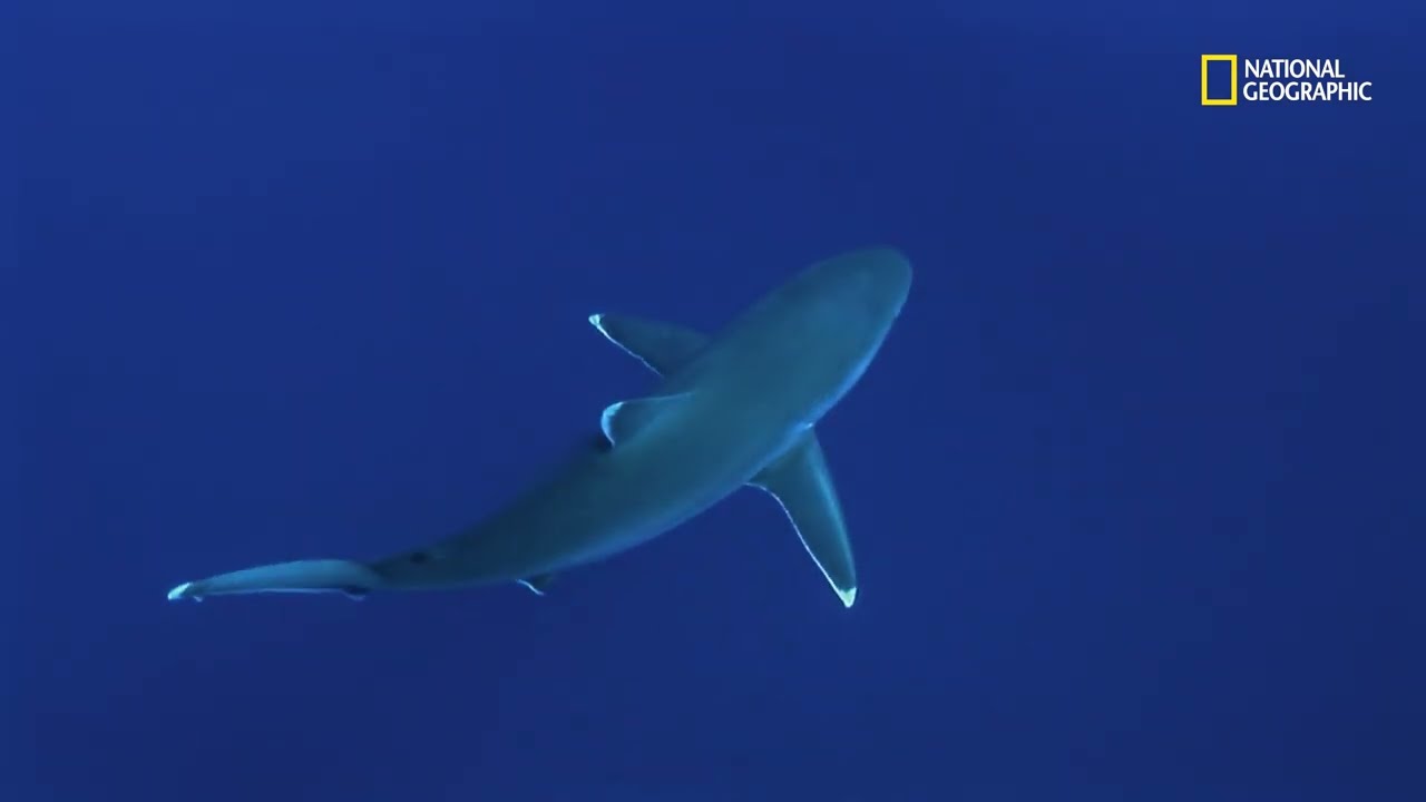 La gran amenaza de los tiburones toro | Los m&aacute;s peligrosos de &Aacute;frica