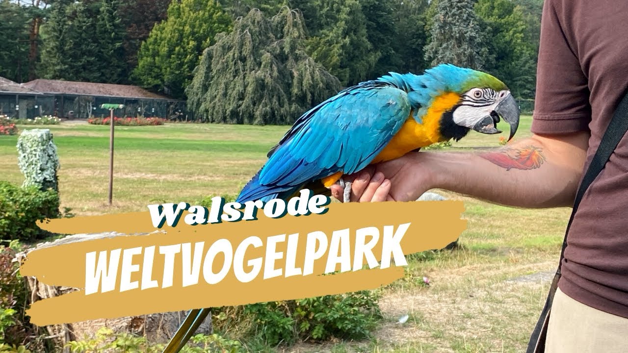 Vogelpark Walsrode Flugshow Pinguin Fütterung Greifvögel Fütterung