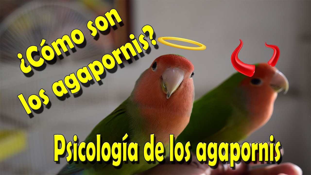 PSICOLOGÍA DE  LOS AGAPORNIS