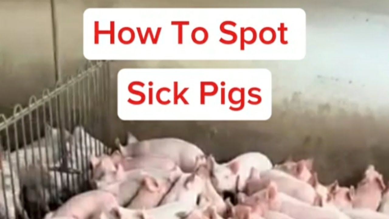 How To Spot And Treat Sick Pigs