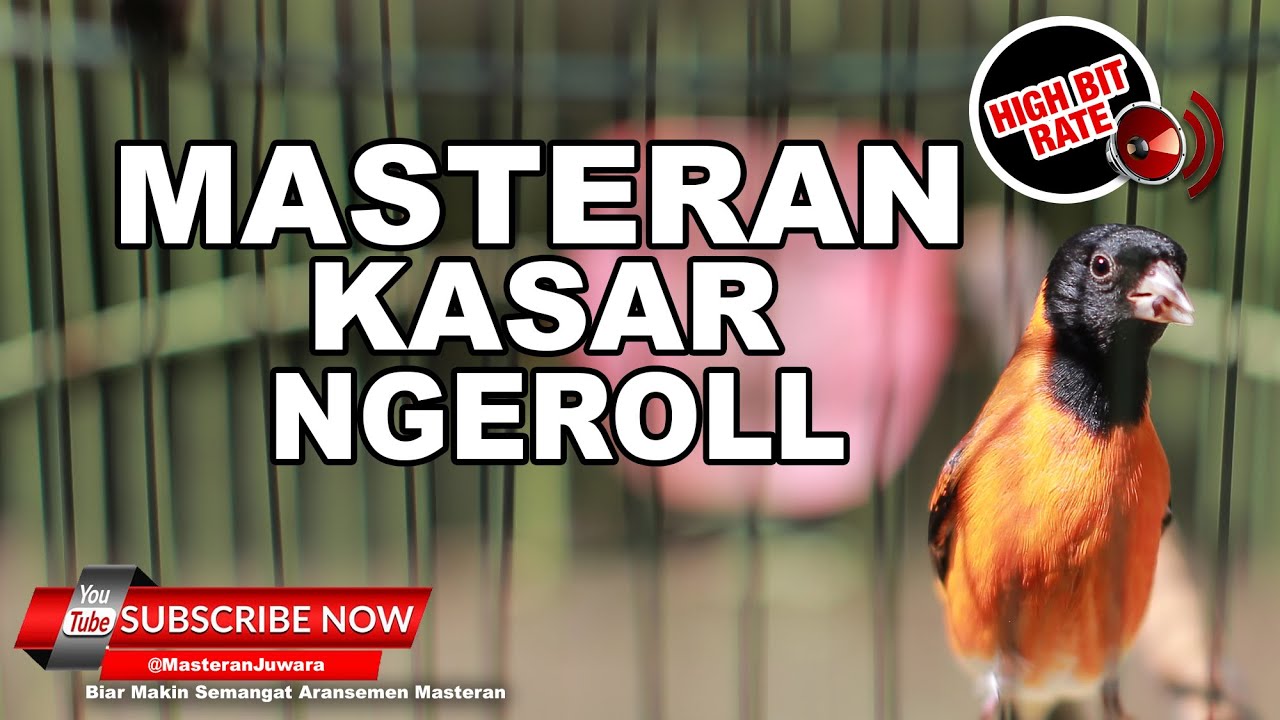 🔴Canto Pintassilgo Venezuelano - Red Siskin The BEST Song Training 10h❗️