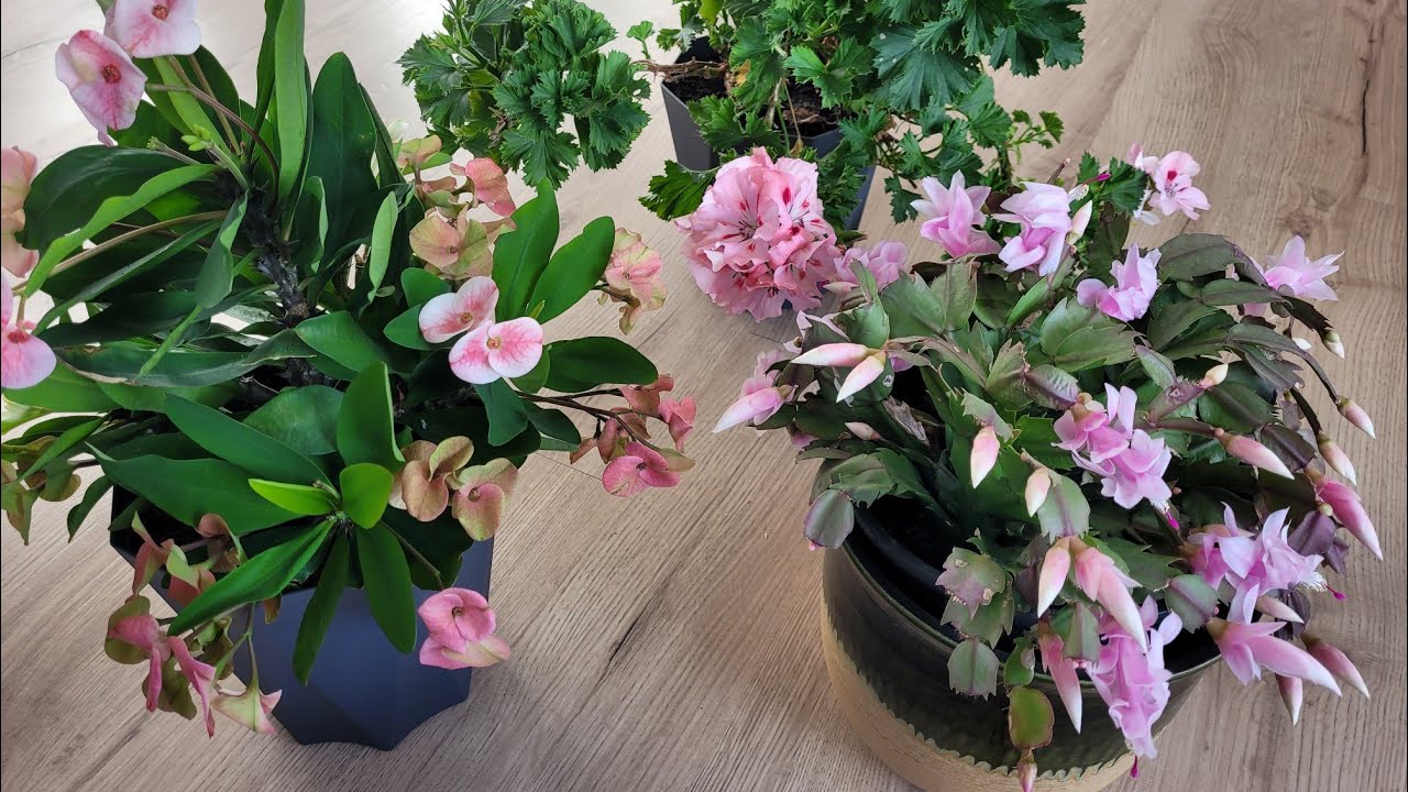 Schlumbergera truncata , bakımı ,çoğaltılması ,sevdiği yer ,yılbaṣı çiçegi