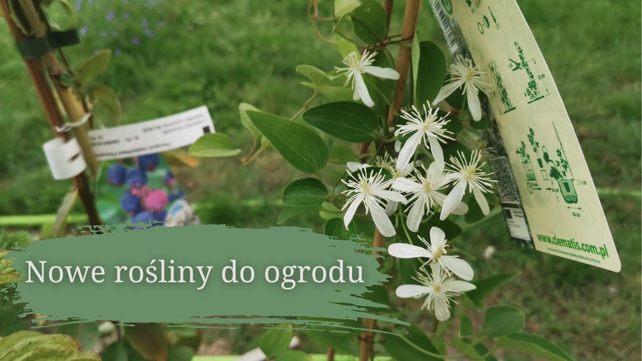 Nowe rośliny do ogrodu