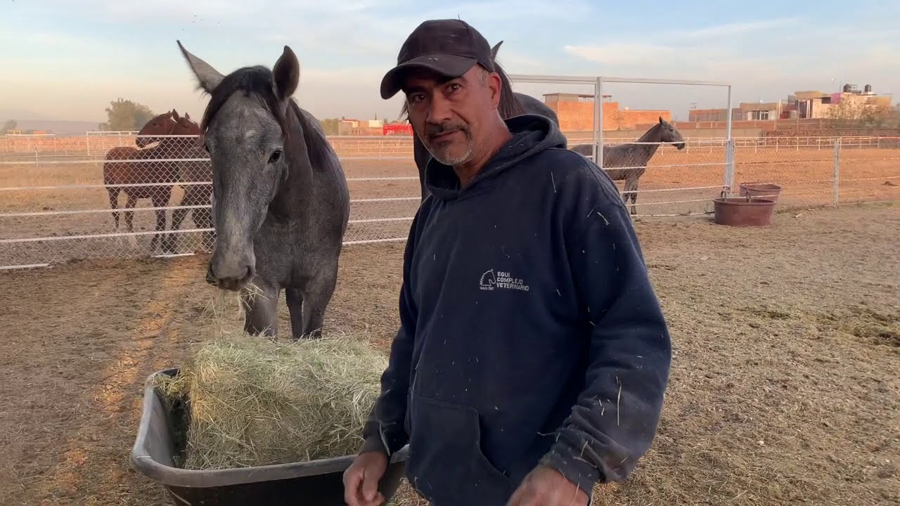 La Alimentación que Reduce el Riesgo de Muerte: Pasto a Libre Acceso para los Caballos 1