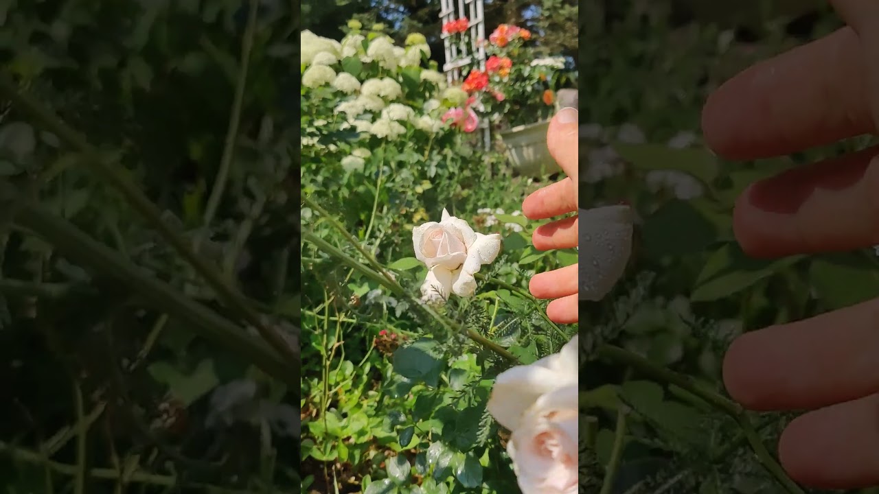 Meredith Hybrid Tea Rose