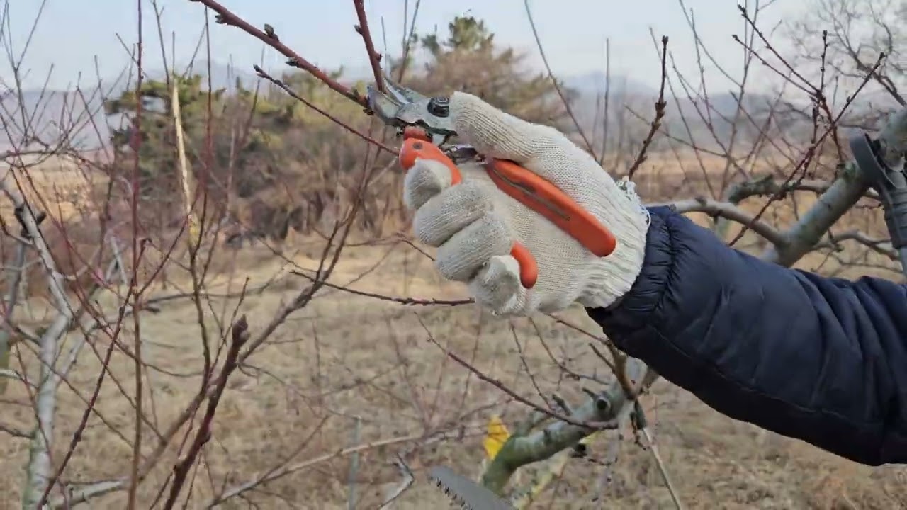 복숭아 나무   꽃눈 전정