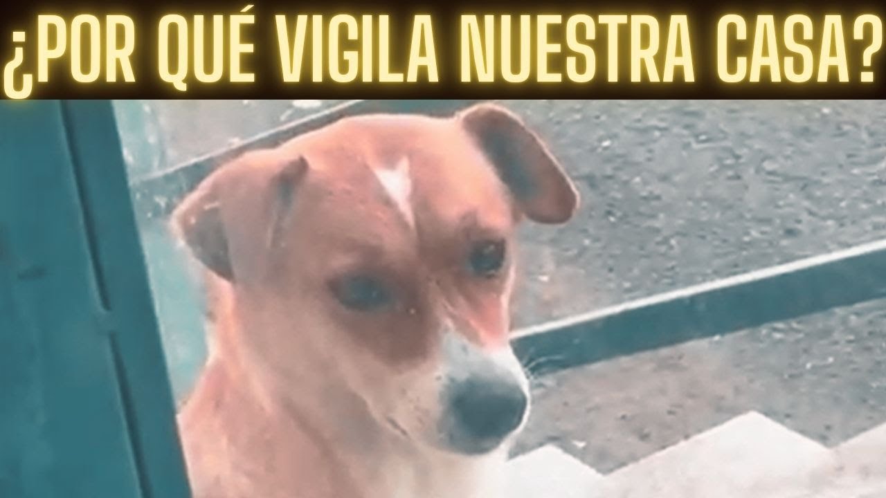 4h30 de la madrugada. Un perro en la oscuridad… y la razón te romperá el corazón