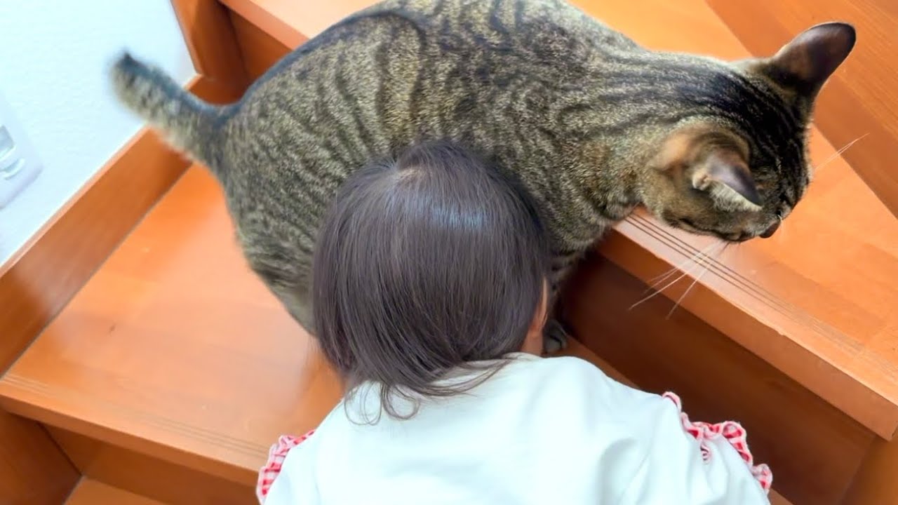 1歳児のことが大好きすぎる猫のお出迎えがこちらです...。