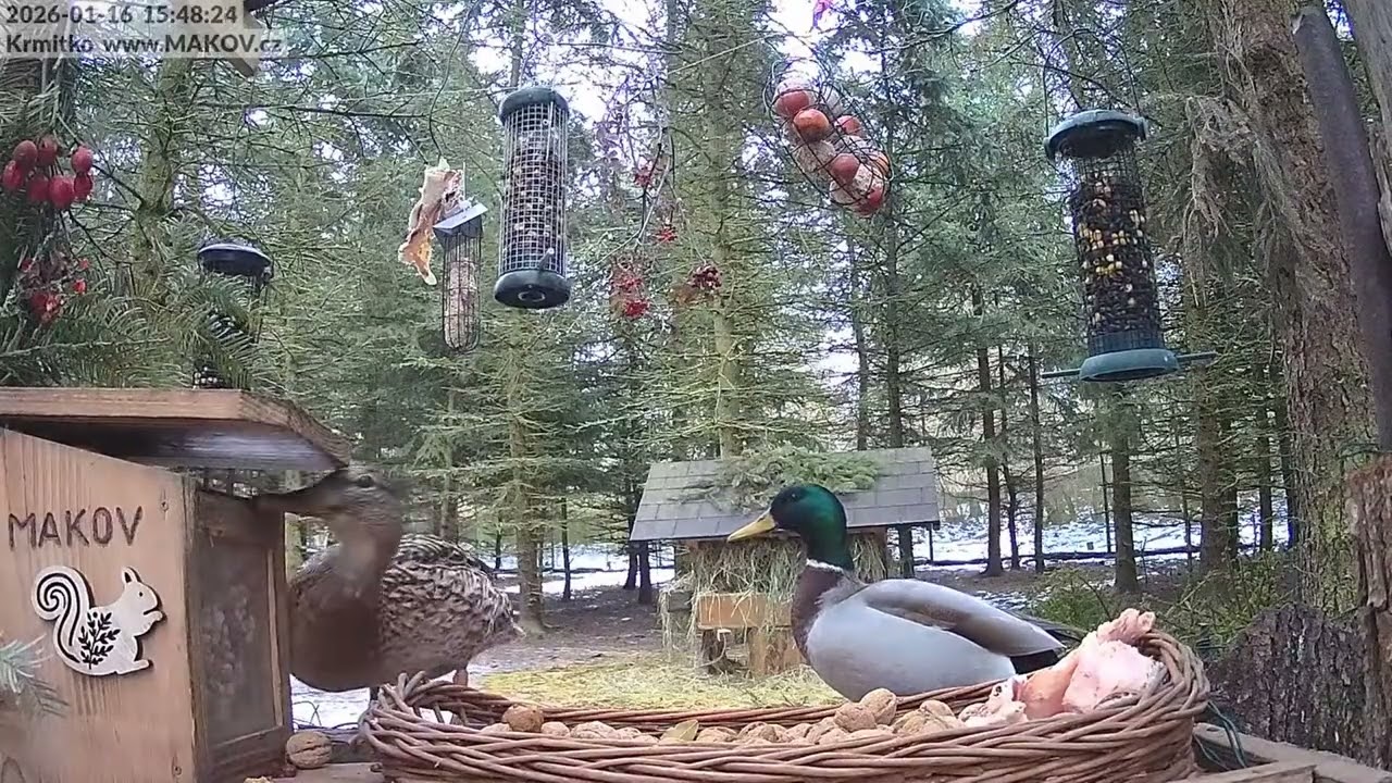 Kačka doluje jídlo z veverčí budky a kačer asistuje