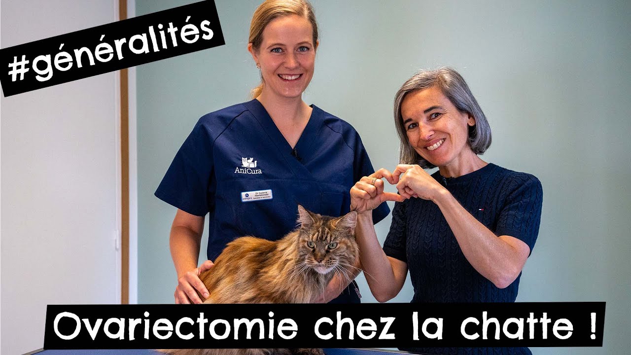 Ovariectomie chez la chatte 