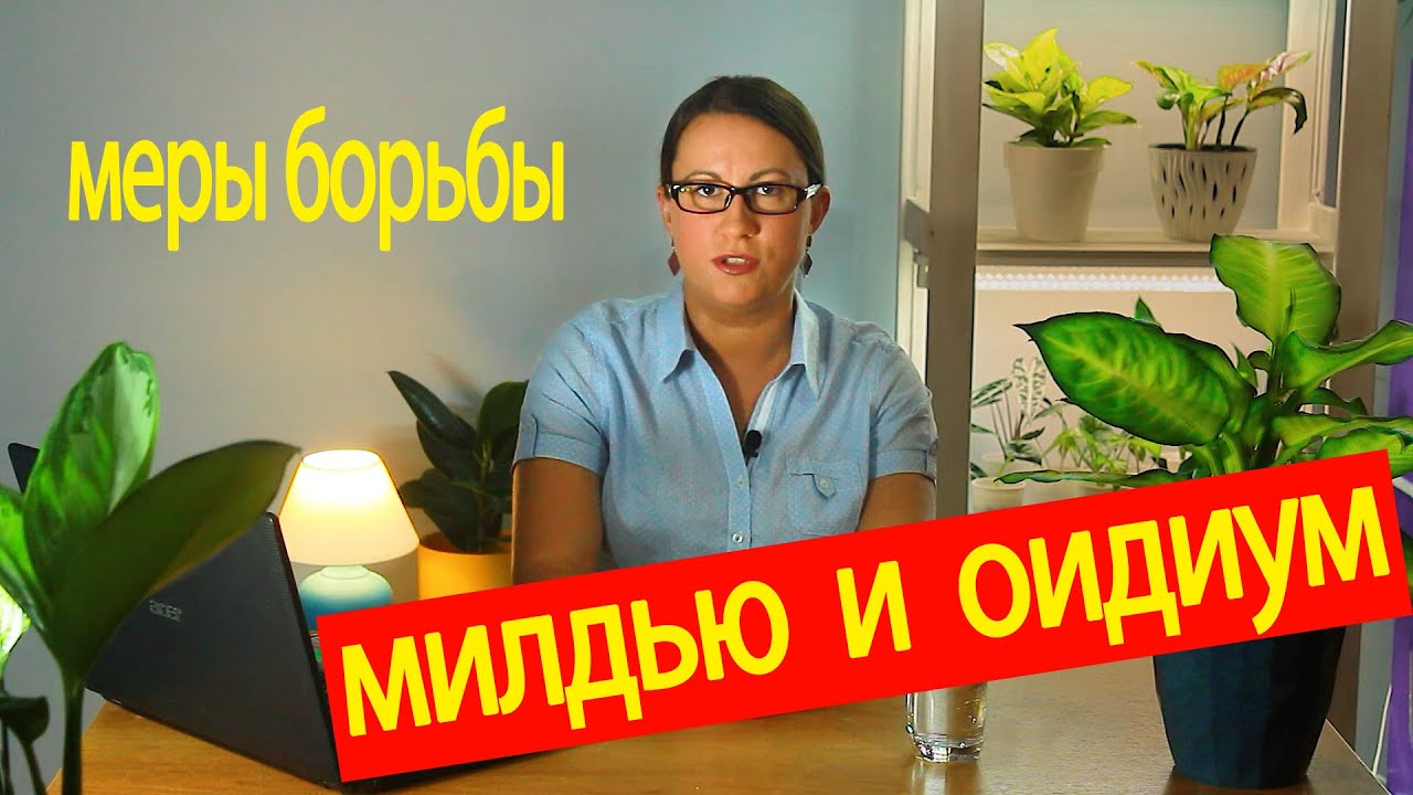 Милдью и оидиум винограда. Как отличить и чем лечить.
