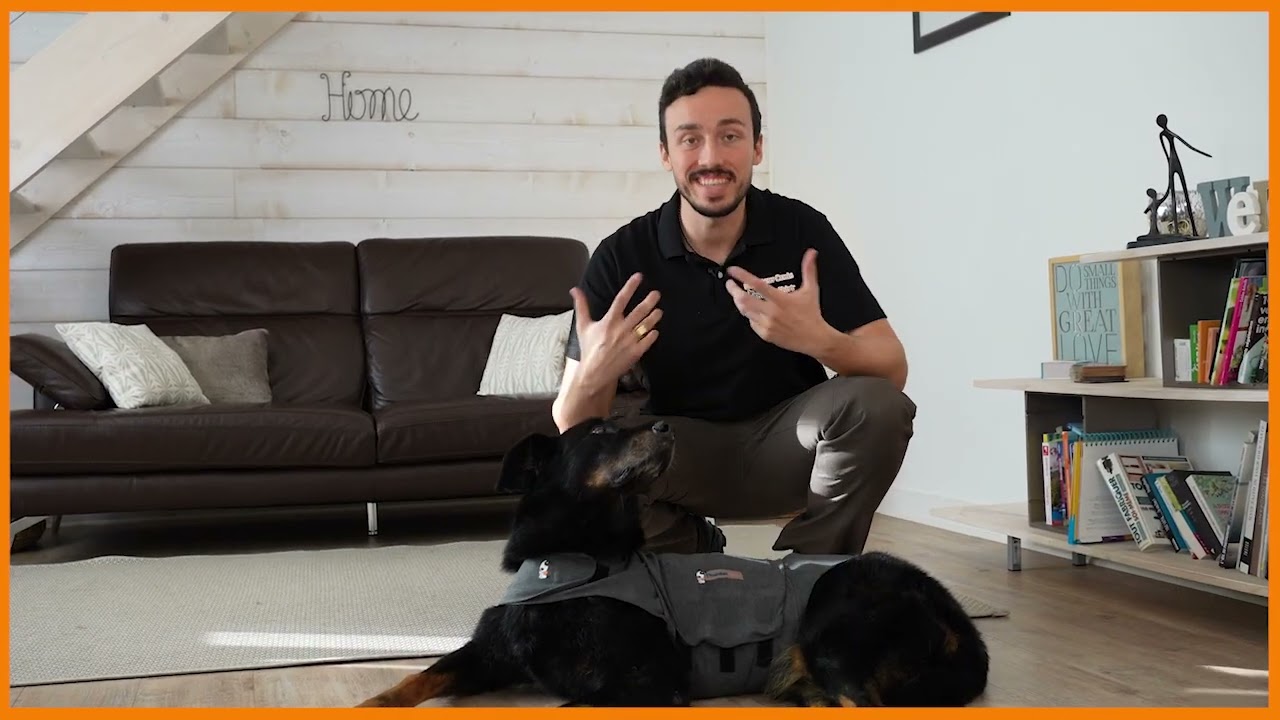 3 conseils pour aider votre chien à se détendre face au stress