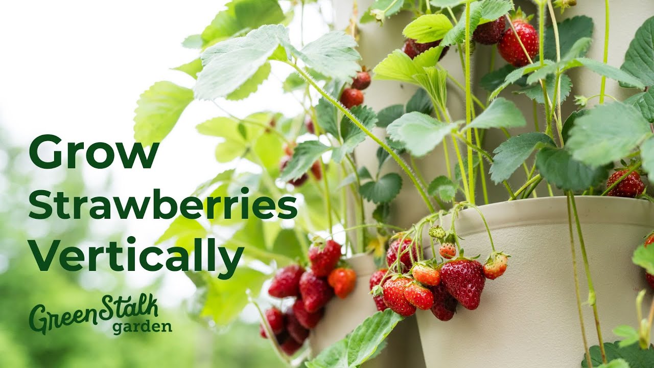 How To Grow Strawberries Vertically