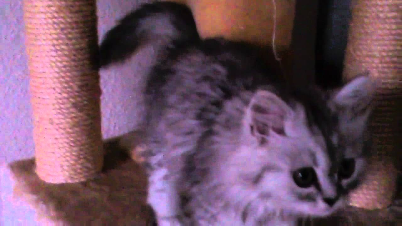 Lustig , mein Babykater rutscht von Ledercouch ab