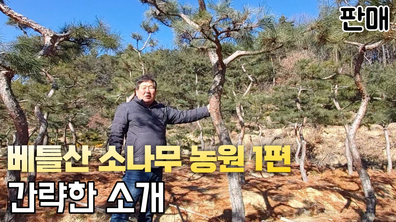 최고의 조형 소나무 농원을 소개합니다.(1편)