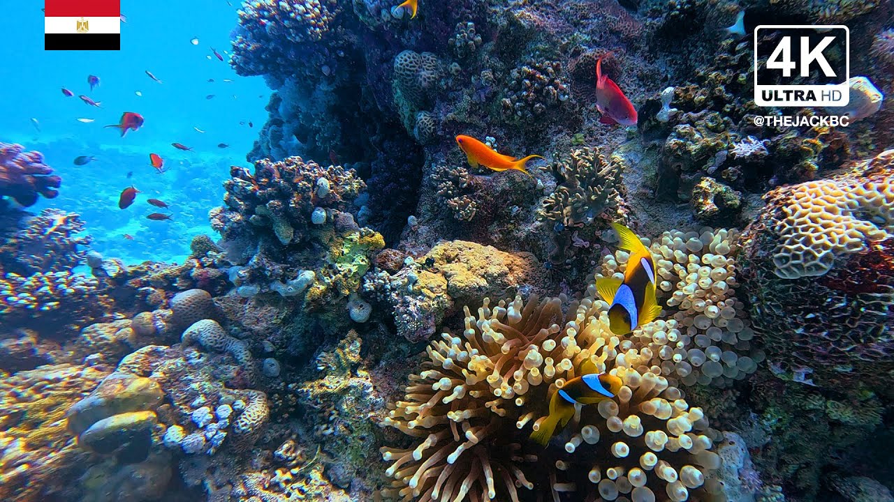 4K Red Sea Coral Reef Underwater Background | Gota Abu Ramada | Relaxing Ambient Wallpaper | 271