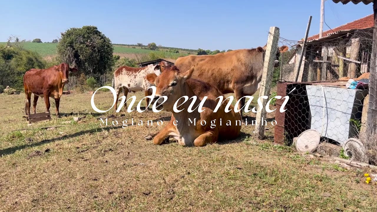 Onde eu nasci - Clipe Oficial Mogiano Mogianinho 