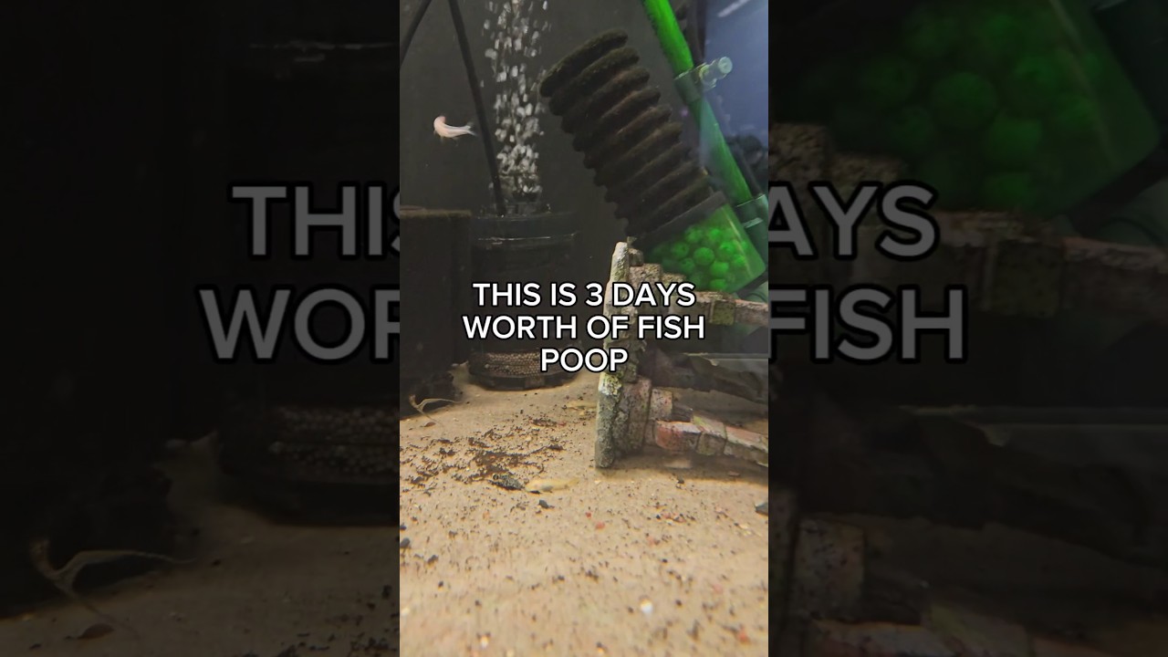 Fish poop cleaning #aquariumhobby #fishkeepinghobby #cleanwithme
