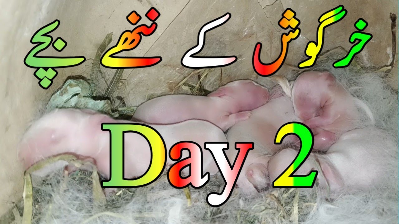 خرگوش کے ننھے بچوں کا دوسرا دن ماشاءاللہ کتنے پیارے | Baby Rabbits Day 2